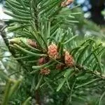 Листья и плоды Pseudotsuga menziesii