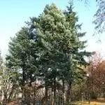 Образцы Pseudotsuga menziesii