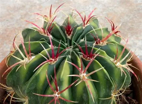 Ферокактус макродискус