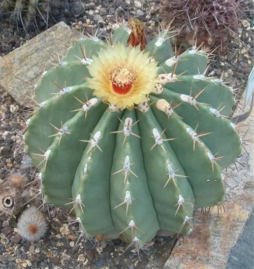 Ferocactus pottsii вар. потции