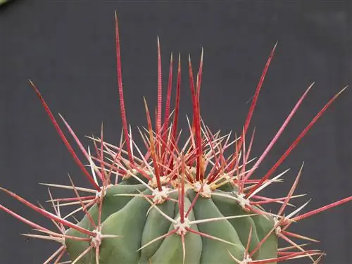 Ферокактус, самый простой в уходе суккулент