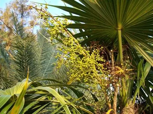 Плоды Thrinax radiata