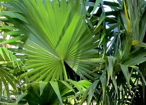 Познакомьтесь с флоридской пеламбрерой, пальмой, идеально подходящей для украшения небольших садов