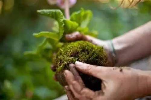 Создайте сад Кокедамас