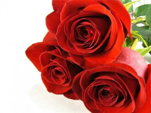 розы свободы