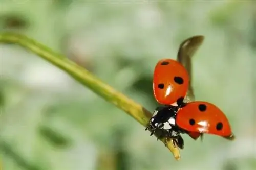 божья коровка