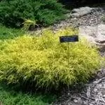 Chamaecyparis pisifera 'Golden Charm'