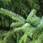 ель оморика