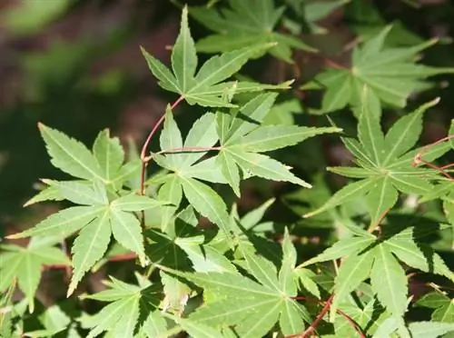 Клён пальматум