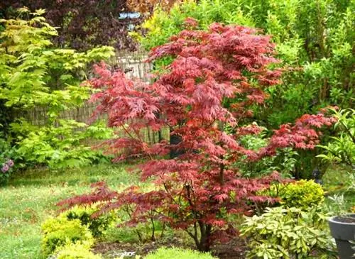 Acer palmatum 'Atropurpureum'