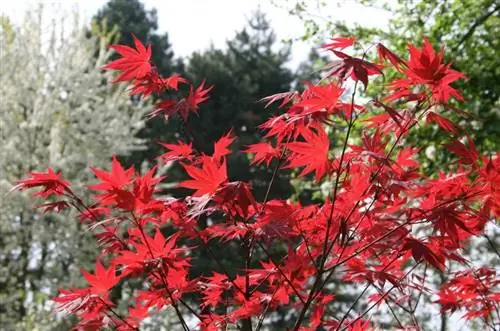 Клен пальматум 'Ошио Бени'