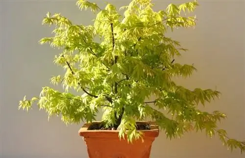 Acer palmatum 'Оранжевая мечта'