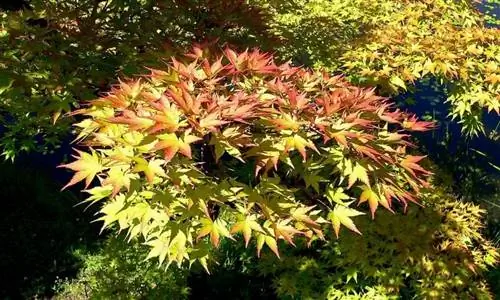 Acer palmatum 'Шигитацу-сава'