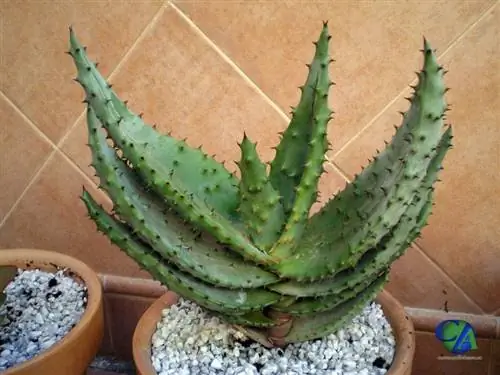 Молодой экземпляр Aloe ferox