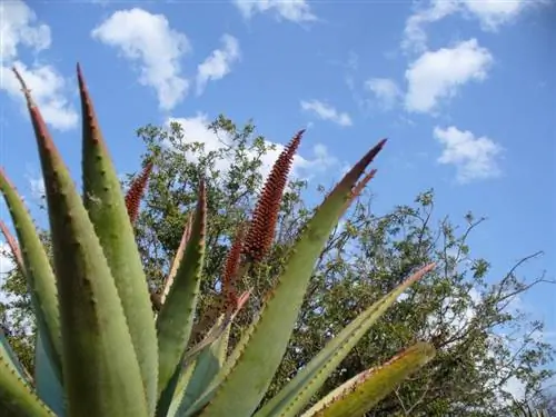 алоэ ферокс