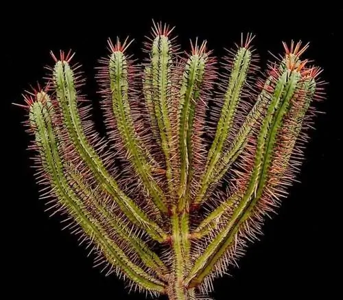 Молочай энопла