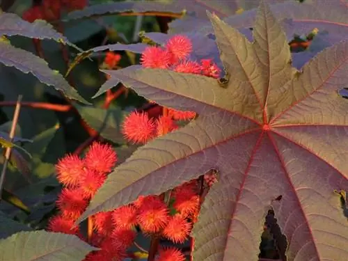 красная касторовая фасоль