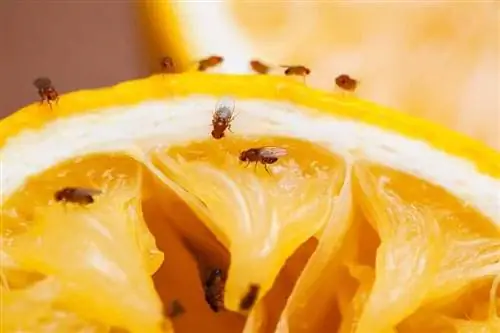 заражение плодовыми мухами