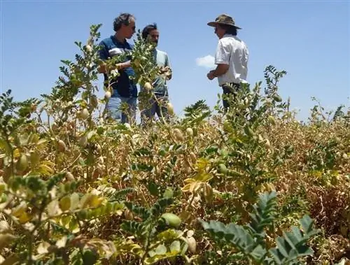 какой срок выращивания нута