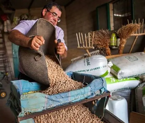 как вырастить нут