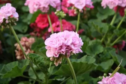 цветущие герани