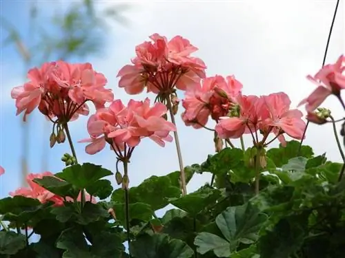 Pelargonium x hortorum в период полного цветения