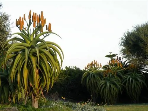 Взрослые экземпляры Aloe traskie