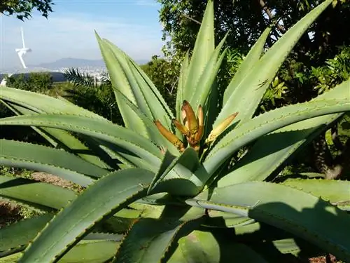 Aloe thraskie или прибрежное алоэ, впечатляющее суккулентное растение