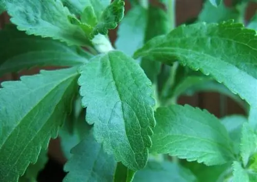 Листья стевии ребаудианской