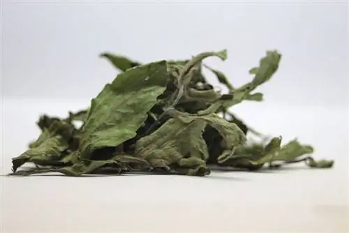 сушеные листья Stevia rebaudiana