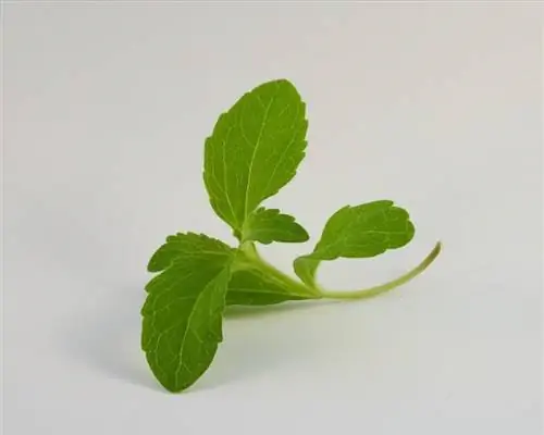 Стевия ребаудиана