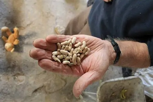 семена разницы