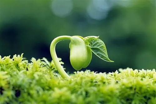 различные органические семена