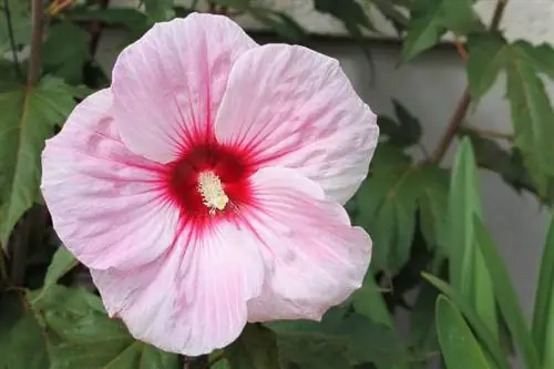 Розовый цветок Hibiscus rosa-sinensis