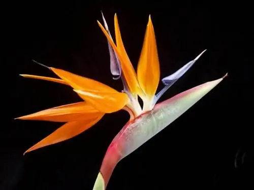 Strelitzia reginae или райская птица в цвету