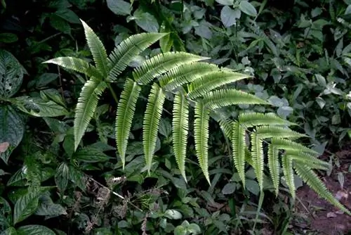Лист Pteris sp.