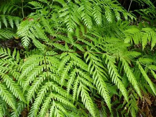 Вид на листья Pteris berteroana