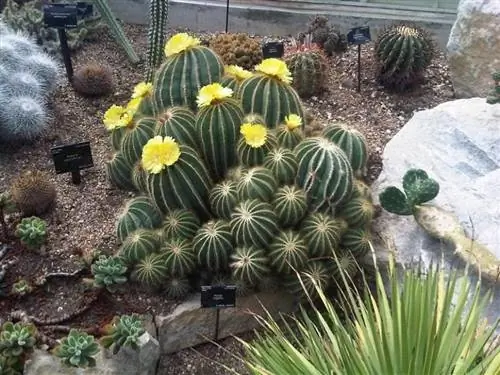 Великолепная пародия на Kew Gardens