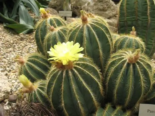 Parodia magnifica, кактус с красивыми цветами