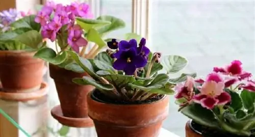 комнатные цветы