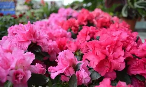 азалия как комнатное растение