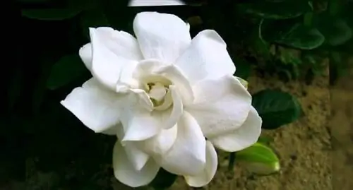 гардении дают хороший аромат для дома