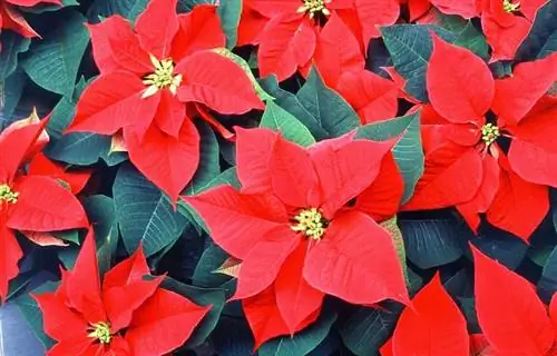 Пуансеттия - это цветы, которые дарят на Рождество