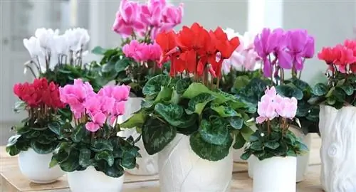 Идеальный уход и некоторые виды комнатных цветов