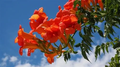 Кампсис радиканс в цветке