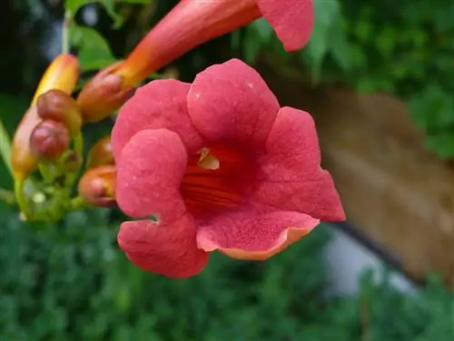 Campsis radicans, неприхотливая лиана
