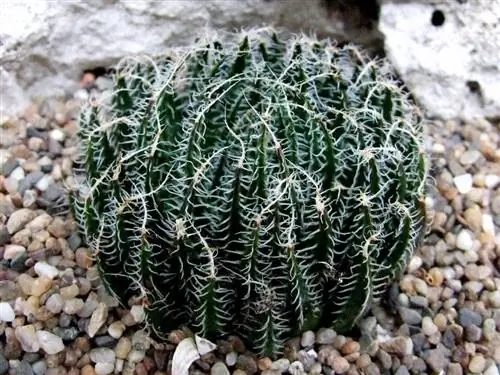 Haworthia arachnoidea в культуре
