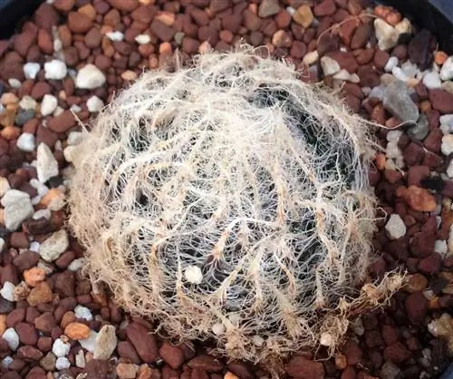 Haworthia arachnoidea, коллекционный суккулент, подходящий для начинающих