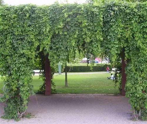 пергола с альпинистом