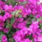 сиреневый цветок бугенвиллея